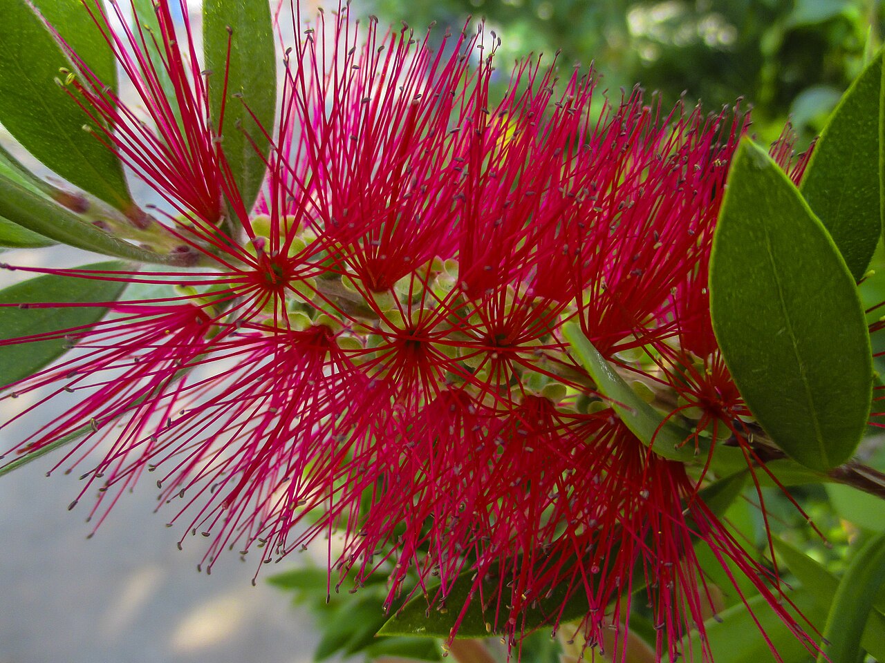 Bottle Brush